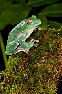 Giant Gliding Treefrog, Polypedates sp., Native to Vietnam Giant Gliding Treefrog, Polypedates sp., Native to Vietnam