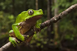 Prints of Giant leaf frog (Phyllomedusa bicolor). Rainforest, Iwokrama Reserve, Guyana Images Dated 2009 July: Giant Leaf Frog Print, Guyana