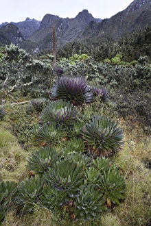 The Giant Lobelias (Lobelia bequaertii) of the Rwenzoris are especially adapted to The Giant Lobelias (Lobelia bequaertii) of the Rwenzoris are especially adapted to
