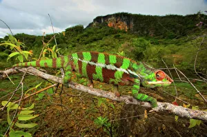 Giant Madagascar or Oustalets Chameleon, male (Furcifer oustaleti) Giant Madagascar or Oustalets Chameleon, male (Furcifer oustaleti)