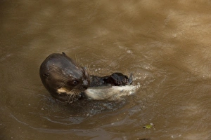 Giant Otter eating fish (Pteronura brasiliensis). Habituated by Karanambu Otter Trust Giant Otter eating fish (Pteronura brasiliensis). Habituated by Karanambu Otter Trust