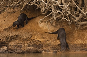 Giant Otters (Pteronura braziliensis) at Den PHOTOGRAPHED IN:Pantanal. Largest Giant Otters (Pteronura braziliensis) at Den PHOTOGRAPHED IN:Pantanal. Largest