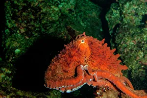 Giant Pacific Octopus Portrait off Vancouver Island, B.C Giant Pacific Octopus Portrait off Vancouver Island, B.C