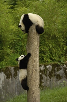 Sichuan Province Wildlife Prints: Giant panda