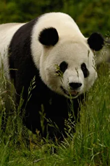 Giant panda (Ailuropoda melanoleuca) Family: Ailuropodidae. Wolong China Conservation Giant panda (Ailuropoda melanoleuca) Family: Ailuropodidae. Wolong China Conservation