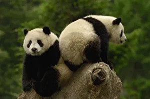 Giant Panda Babies Print