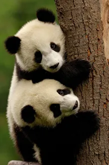Prints of Giant panda babies (Ailuropoda melanoleuca). Family: Ailuropodidae. Wolong China Conservation and Research Center for the Giant Panda within Wolong Reserve. Sichuan Province Giant Panda Prints: Giant Panda Babies Print