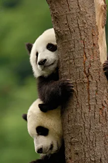 Giant panda babies (Ailuropoda melanoleuca) Family: Ailuropodidae. Wolong China Conservation Giant panda babies (Ailuropoda melanoleuca) Family: Ailuropodidae. Wolong China Conservation