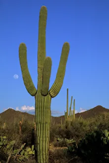 Giant saguaro cactus (Cereus giganteus), Saguaro National Park, Tucson, Arizona Giant saguaro cactus (Cereus giganteus), Saguaro National Park, Tucson, Arizona