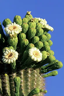 Giant saguaro cactus (Cereus giganteus) in bloom, Saguaro National Park, Tucson, Arizona Giant saguaro cactus (Cereus giganteus) in bloom, Saguaro National Park, Tucson, Arizona