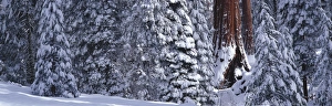 A Giant Sequoia in a snow covered forest of small Sequoia trees, Grant Grove, Sequoia A Giant Sequoia in a snow covered forest of small Sequoia trees, Grant Grove, Sequoia