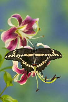 Giant Swallowtail Butterfly, Papilio cresphontes Giant Swallowtail Butterfly, Papilio cresphontes