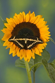 Giant Swallowtail Butterfly, Papilio cresphontes Giant Swallowtail Butterfly, Papilio cresphontes