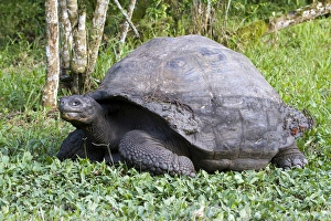 Giant Tortoise at El Rancho Manzanillo (Giant Tortoise Reserve) Giant Tortoise at El Rancho Manzanillo (Giant Tortoise Reserve)