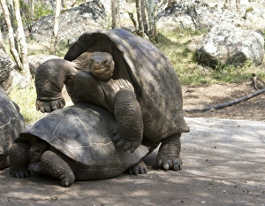 Giant Tortoises with mating behavior, highlands of Floreana Island, Galapagos Islands Giant Tortoises with mating behavior, highlands of Floreana Island, Galapagos Islands