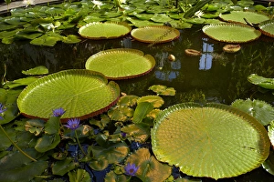 Giant water lilies, Wintergardens, Auckland Domain, Auckland, North Island, New Zealand Giant water lilies, Wintergardens, Auckland Domain, Auckland, North Island, New Zealand