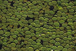 Giant Water Lily (Victoria amazonica) Savanna Rurununi GUYANA South America Giant Water Lily (Victoria amazonica) Savanna Rurununi GUYANA South America