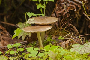 Gilled Mushroom on the Forest Floor in Olympic National Park Gilled Mushroom on the Forest Floor in Olympic National Park