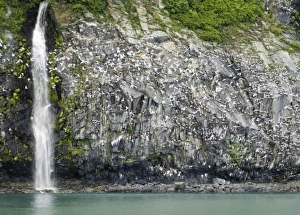 Glacial Waterfall and Black-Legged Kittiwakes on Passage Canal Cliffs near Whittier Glacial Waterfall and Black-Legged Kittiwakes on Passage Canal Cliffs near Whittier