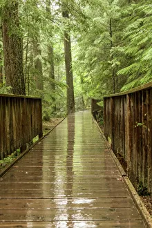Glacier National Park, Montana, USA. Trail of the Cedars bridge over Avalanche Creek Glacier National Park, Montana, USA. Trail of the Cedars bridge over Avalanche Creek