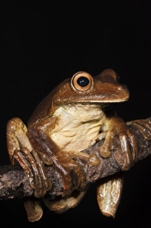 Gladiator Frog (Hypsiboas boans) captive, Choca Region of northwest Ecuador on Colombian Border Gladiator Frog (Hypsiboas boans) captive, Choca Region of northwest Ecuador on Colombian Border