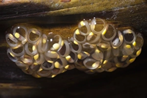 Glass Frog Eggs (Hyalinobatrachium aureoguttatum) with tappoles starting to hatch Glass Frog Eggs (Hyalinobatrachium aureoguttatum) with tappoles starting to hatch