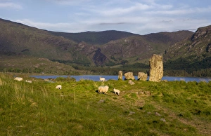 Glengarriff, Ireland, Uragh Stone Circle. Sheep gathering Glengarriff, Ireland, Uragh Stone Circle. Sheep gathering