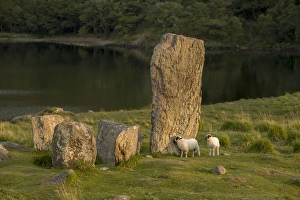Glengarriff, Ireland, Uragh Stone Circle. Sheep gathering Glengarriff, Ireland, Uragh Stone Circle. Sheep gathering