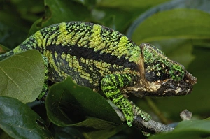 Globular chameleon (Calumma globifer) eastern forest within the Anjozorabo corridor Globular chameleon (Calumma globifer) eastern forest within the Anjozorabo corridor