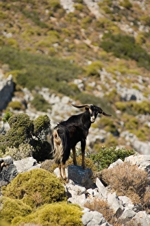 Goat on Telendos island. Dodecanese Islands, Greece Goat on Telendos island. Dodecanese Islands, Greece