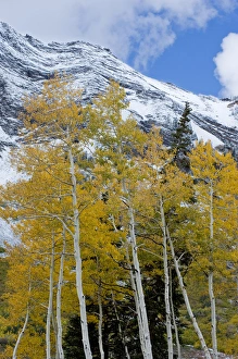 Golden Aspen Trees in fall colors with snow on Mount Superior, Little Cottonwood Canyon Golden Aspen Trees in fall colors with snow on Mount Superior, Little Cottonwood Canyon