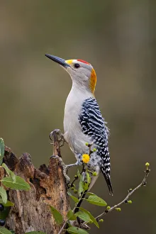 Golden-fronted woodpecker (Melanerpes aurifrons) foraging Golden-fronted woodpecker (Melanerpes aurifrons) foraging
