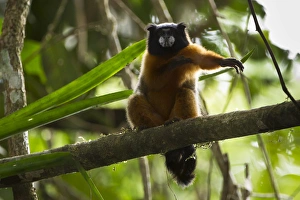 Golden-mantled Tamarin, (Saguinus tripartitus), Yasuni National Park, Amazon Rainforest, ECUADOR Golden-mantled Tamarin, (Saguinus tripartitus), Yasuni National Park, Amazon Rainforest, ECUADOR