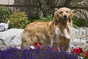 A Golden Retriever standing in a garden with flowers in the foreground A Golden Retriever standing in a garden with flowers in the foreground
