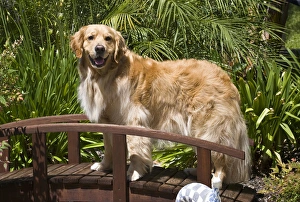 A Golden Retriever standing on a wooden bridge in a garden A Golden Retriever standing on a wooden bridge in a garden