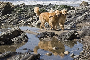 Two Golden Retrievers walking together with a stick reflecting in a tidal pool at Two Golden Retrievers walking together with a stick reflecting in a tidal pool at