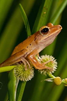 Golden Treefrog, Rhacophorus leucomystax, Native to Malaysia Habitat: Tropical Rainforest Golden Treefrog, Rhacophorus leucomystax, Native to Malaysia Habitat: Tropical Rainforest