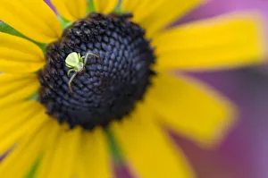 Goldenrod Spider (Misumena vatia) Crab Spider Family (Thomisidae) on a Black-eyed Susan Goldenrod Spider (Misumena vatia) Crab Spider Family (Thomisidae) on a Black-eyed Susan