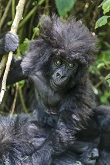 Gorilla mother with 6-month-old baby in the forest, Parc National des Volcans, Rwanda Gorilla mother with 6-month-old baby in the forest, Parc National des Volcans, Rwanda