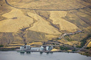 Grain trucks deliver just harvested wheat and barley crop to the Almota Terminal Grain trucks deliver just harvested wheat and barley crop to the Almota Terminal