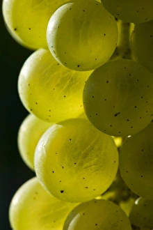 Grapes at Candia Vineyards in Candia, New Hampshire Grapes at Candia Vineyards in Candia, New Hampshire
