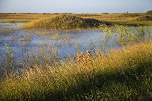 Grass-covered Dunes at Padre Island National Seashore Grass-covered Dunes at Padre Island National Seashore