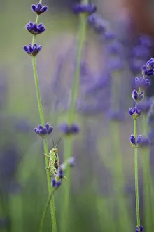 Grasshopper with Lavender Print