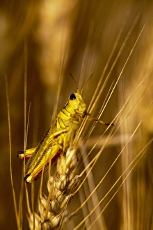 Grasshopper on stalk of mature wheat in the Palouse of Washington Grasshopper on stalk of mature wheat in the Palouse of Washington