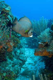Gray Angelfish (Pomacanthus arcuatus) Hol Chan Marine Preserve, Belize Barrier Reef-2nd Gray Angelfish (Pomacanthus arcuatus) Hol Chan Marine Preserve, Belize Barrier Reef-2nd