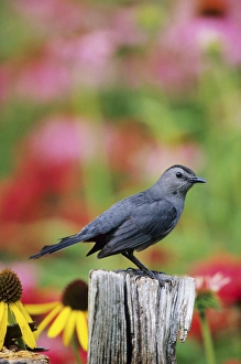 Gray Catbird (Dumetella carolinensis) on fence post near flower garden, Marion Co. IL Gray Catbird (Dumetella carolinensis) on fence post near flower garden, Marion Co. IL