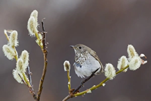 Seward Peninsula Wildlife Prints: Gray-cheeked Thrush