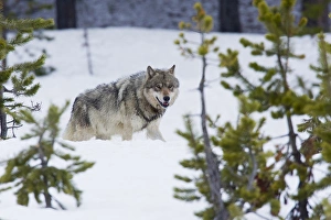 Winter Wildlife Photos Prints: Gray Wolf