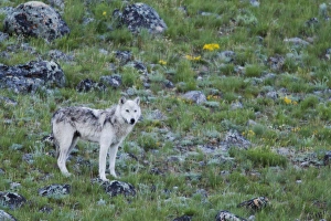 Gray Wolf Print by Danita Delimont