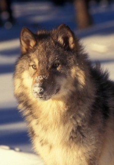Canine Wildlife Photography Prints: Gray Wolf in Snow